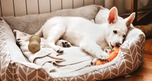 Интересни идеи за създаване на кътче за домашния ви любимец