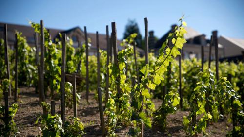 Как да запазите незасадените лозички до пролетта