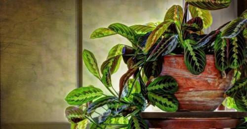 Реакция на светлина и отличителни белези