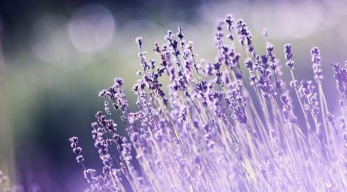 Съвети за отглеждане на лавандула на закрито