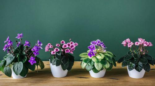 Как да отгледаме теменужка вкъщи?