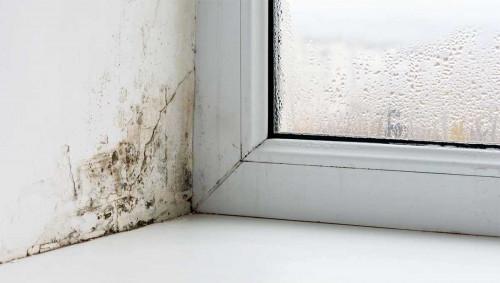 Мухъл в жилището - как да се отървем от него