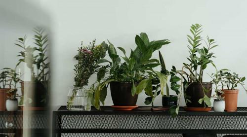 Стайните растения през зимата: как да не загинат, когато няма слънце