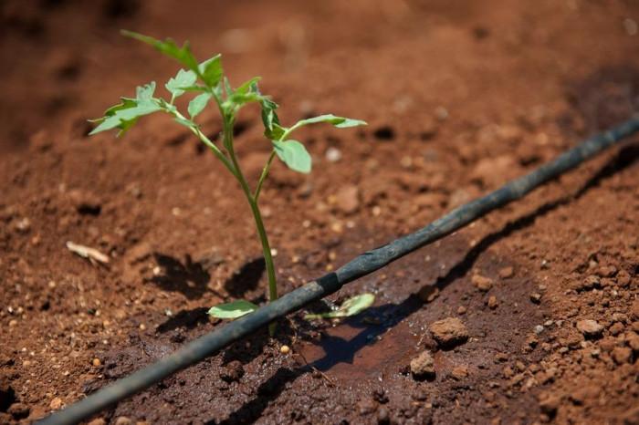 Какво още да съобразим при капково напояване?