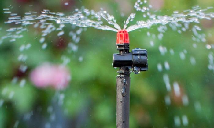 Кои растения могат да се поливат капково?