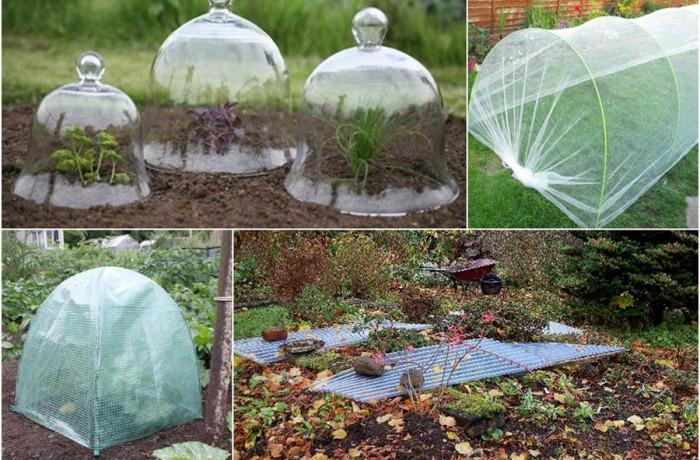 Погрижете се за слабите растения в градината