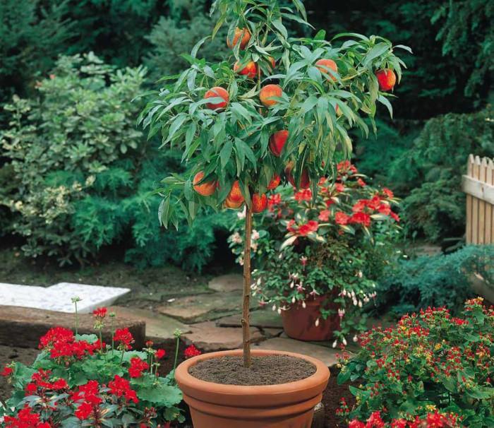 Вземете под внимание и климатичните условия