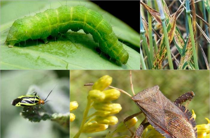 Помислете за есенните вредители