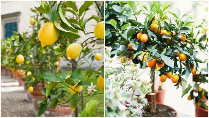 Защо да отглеждате плодни дръвчета в саксия у дома?