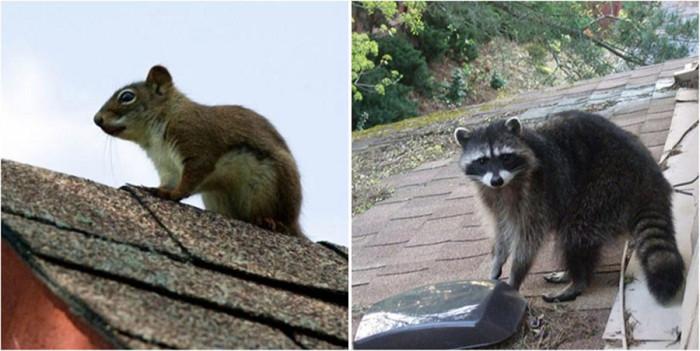 Животните обичат покрива