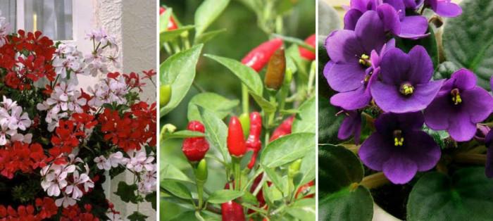 С кои саксийни цветя може да се справи всеки от нас