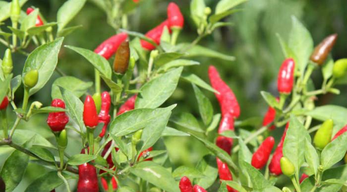 Декоративни чушлета