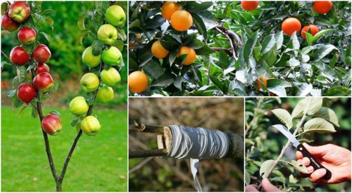 Присаждане на дръвче - практически съвети и насоки