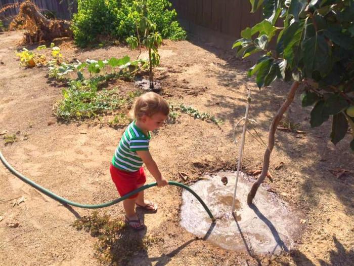 Финални насоки за присаденото дръвче