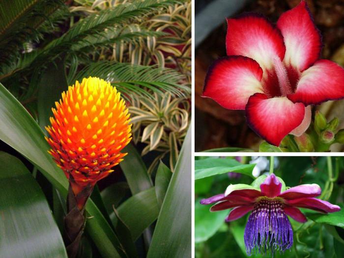 Разкошни екзотични цветя, които може да отгледате у дома