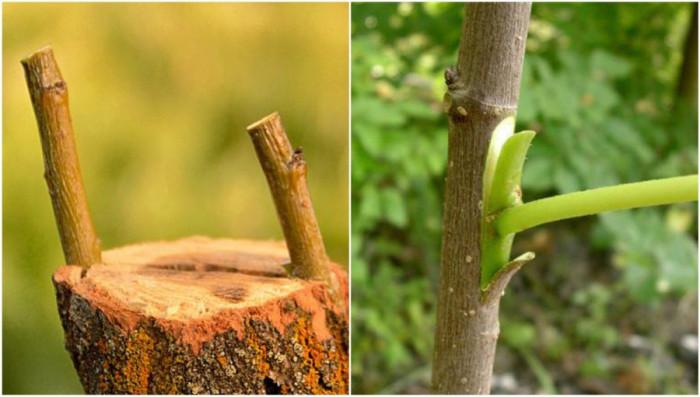 Кога се прави присаждане на калем и кога на пъпка?