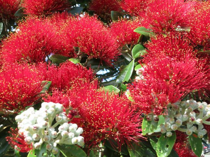 Новозеландско коледно дърво