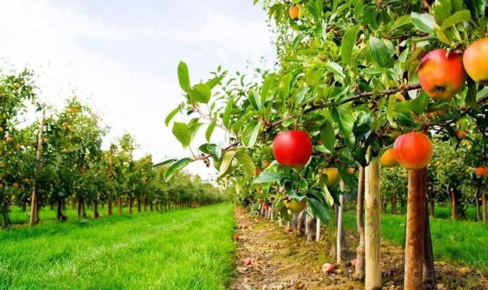 Овощна градина – мечтата става реалност!