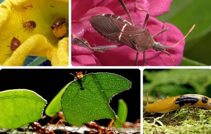 Лесни домашни решения за борба с вредителите