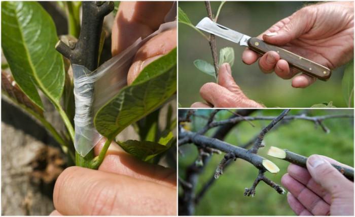 Как да направим присаждане на дръвче от пъпка