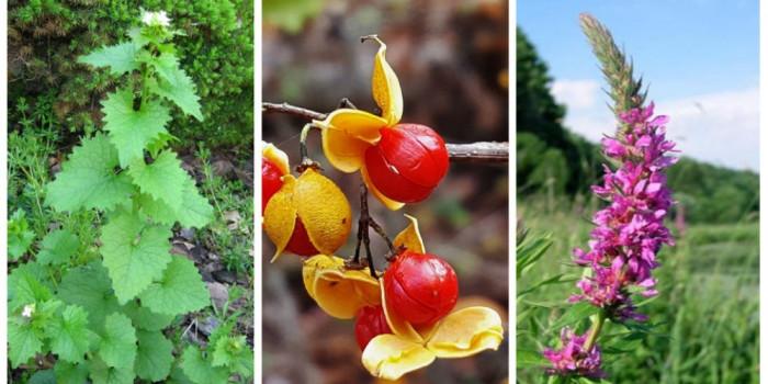 Премахнете всички плевели