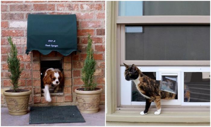 Добавете кучешка вратичка