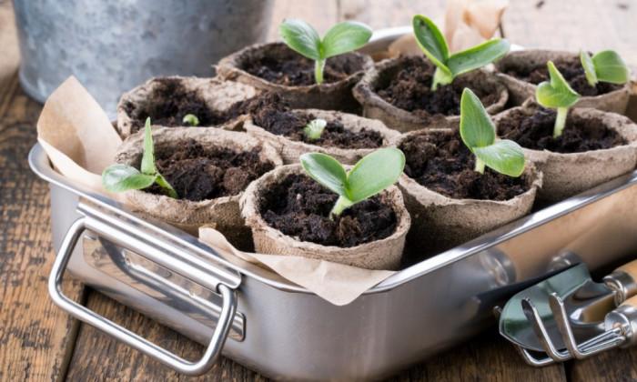 Преценете кои растения искате да засадите отново