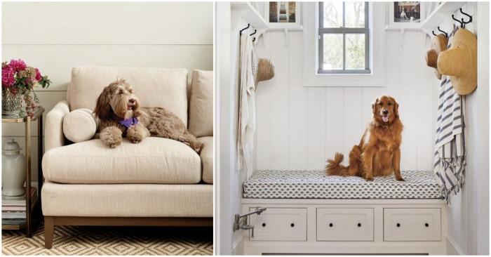 Няколко хитринки при съжителство с домашен любимец