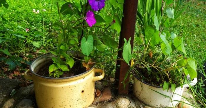 Старата тенджера на баба, се превръща в страхотна саксия!