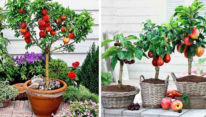 Дърво в саксия - красиво решение за малки дворни пространства