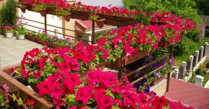 Ако цветята ви ще останат в саксии