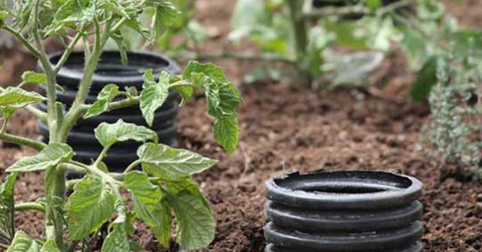 Важността на правилното поливане