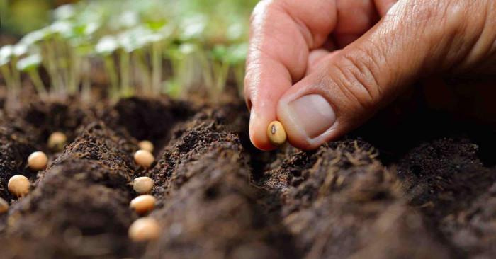Подготовка за засаждането на цветя на открито