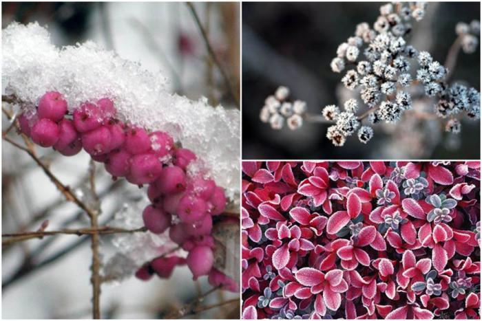 Цветове сред белия пейзаж