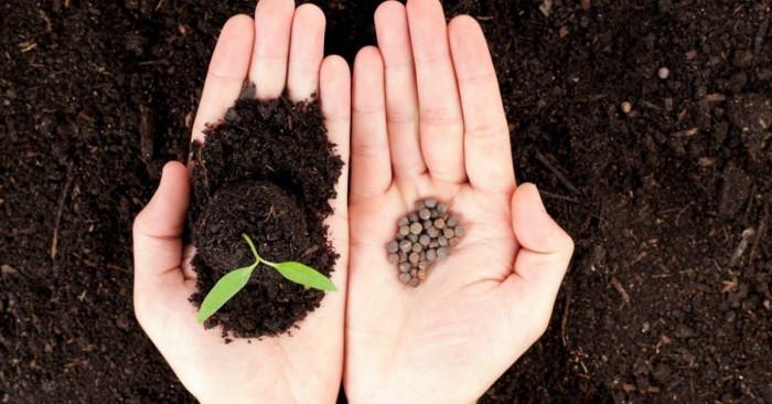 Подходящото време за садене на цветя от семена