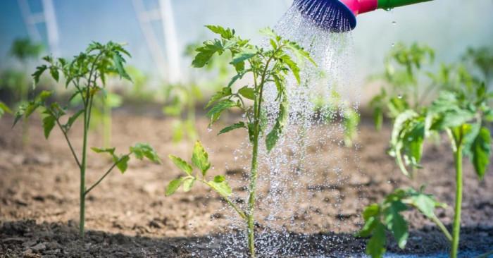 Поливане на домати на открито: основни правила