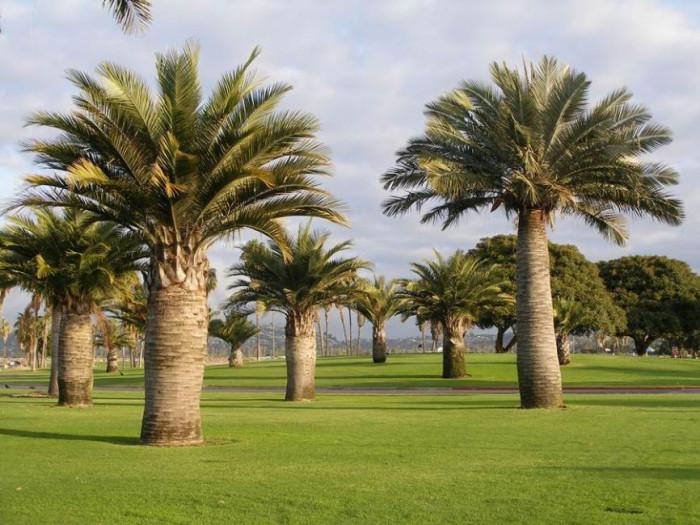 Юбея - чилийска винена палма