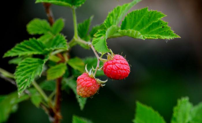 Нещо вкусно в двора