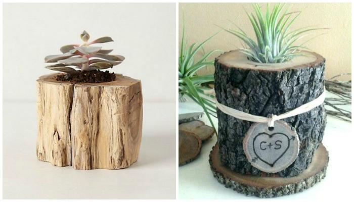 Какво растение да посадите в саксия от пънче?