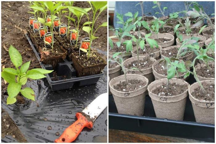 Биоразградимите саксии правят градинарството по-лесно от всякога