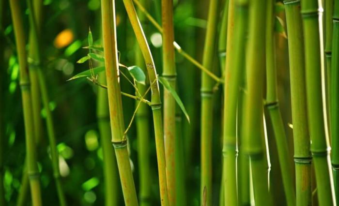 Защо бамбук?