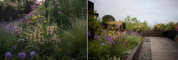 Ниски сандъчета с диви цветя в градината