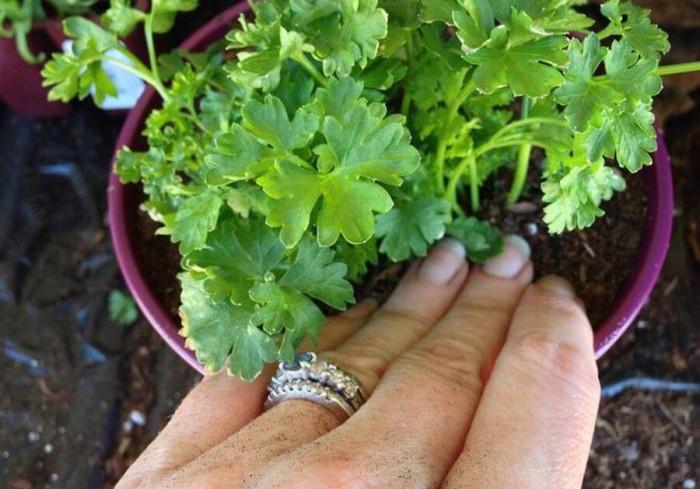 Какво още е добре да знаете за почвата