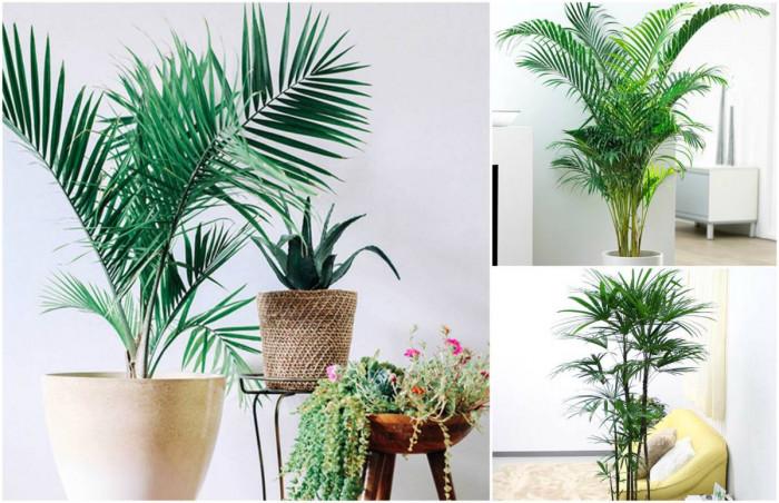 Бамбукова палма