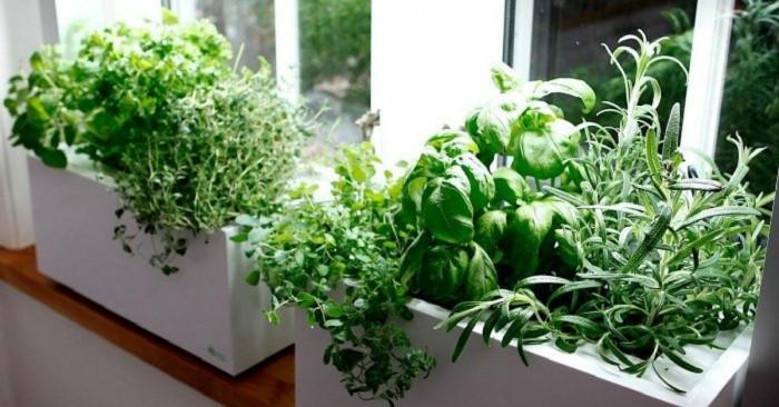Кои са най-подходящите билки за отглеждане на закрито?