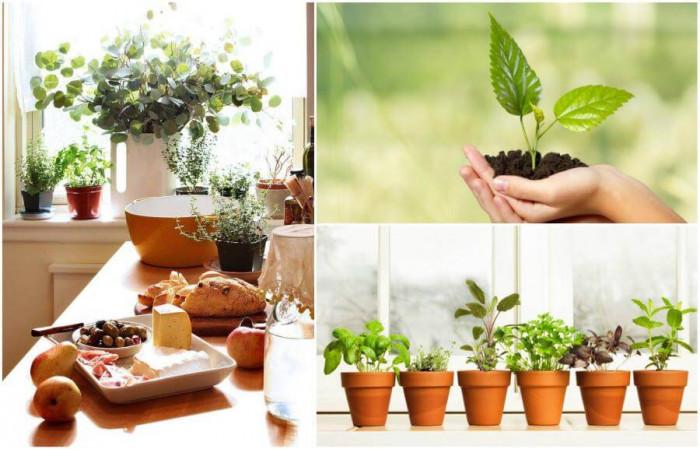 Изберете своя вариант на засяване