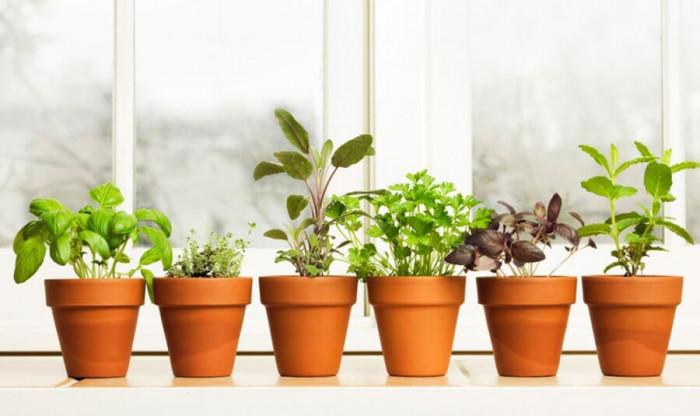 Какви да бъдат саксиите