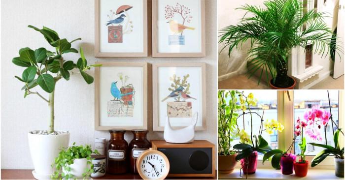 Саксийни растения, с които да пречиствате въздуха