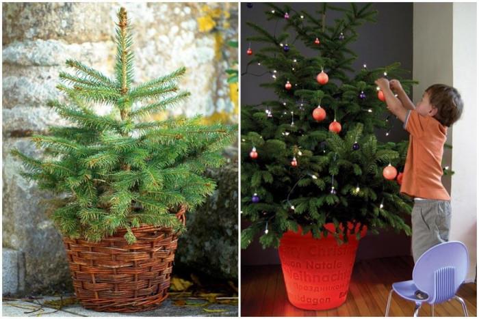 Живата коледна елха притежава неповторима красота