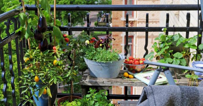 Полагане на основите на зеленчуковата градина